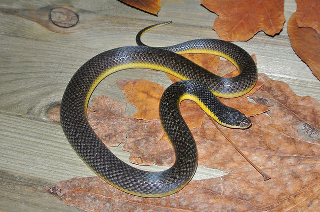F1Liophis3-14-22.04.JPG