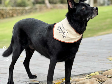 #毛孩免費 還不來參加嗎?