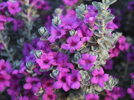 Leucophyllum Zygophyllum Laredo in bloom