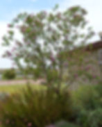 Seedless Desert Willow ‘Sweet Bubba’, Chilopsis linearis.