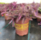 civano plant a perennial plant in the desert southwest