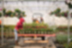plant a perennial plant in the desert southwest