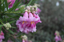 Bubba Jones Desert Willow