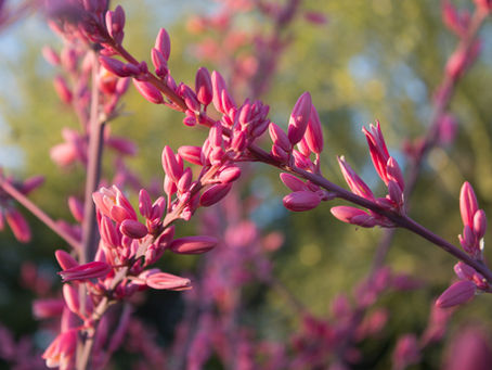 Little Giant Hesperaloe in bloom.