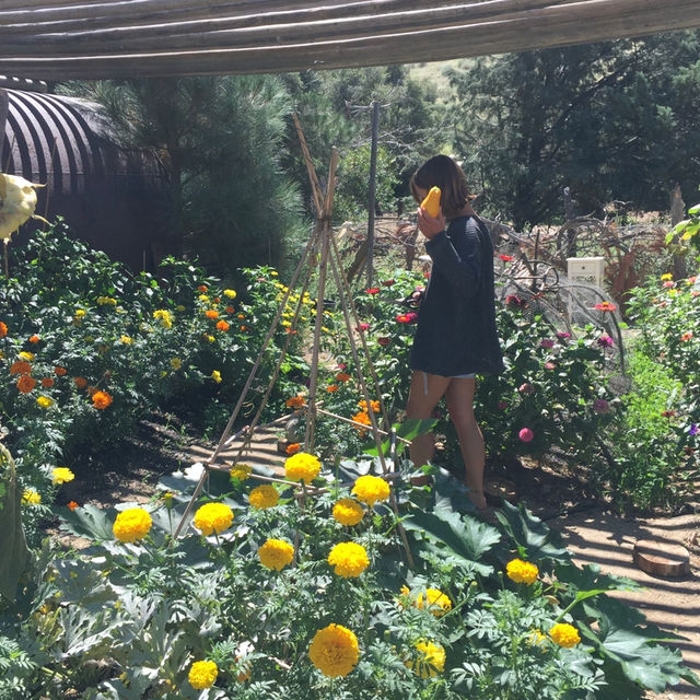 Companion Planting Veggie Garden 