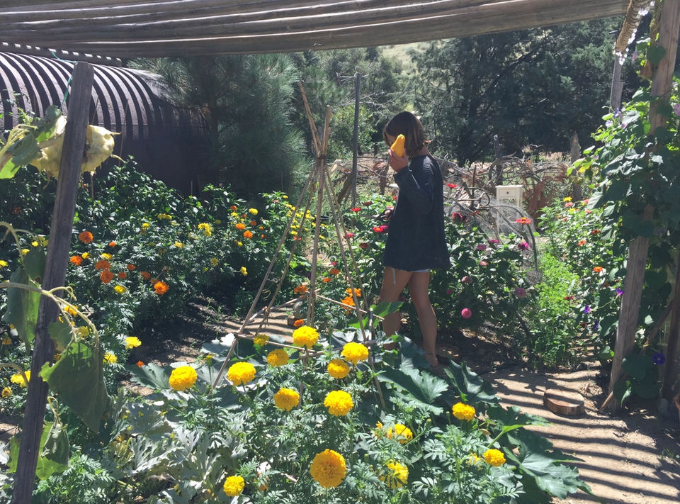 Companion Planting Veggie Garden 