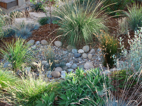 Rain garden + California Native plants 