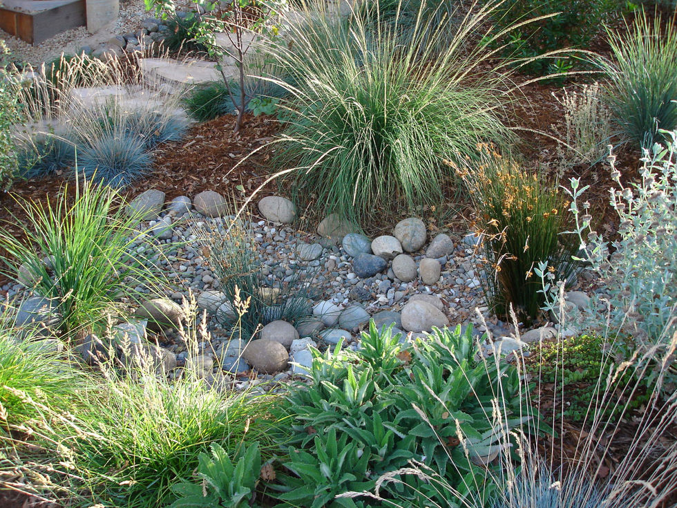rain garden 1