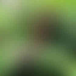 Costa Rica travel guideCosta Rica travel guide