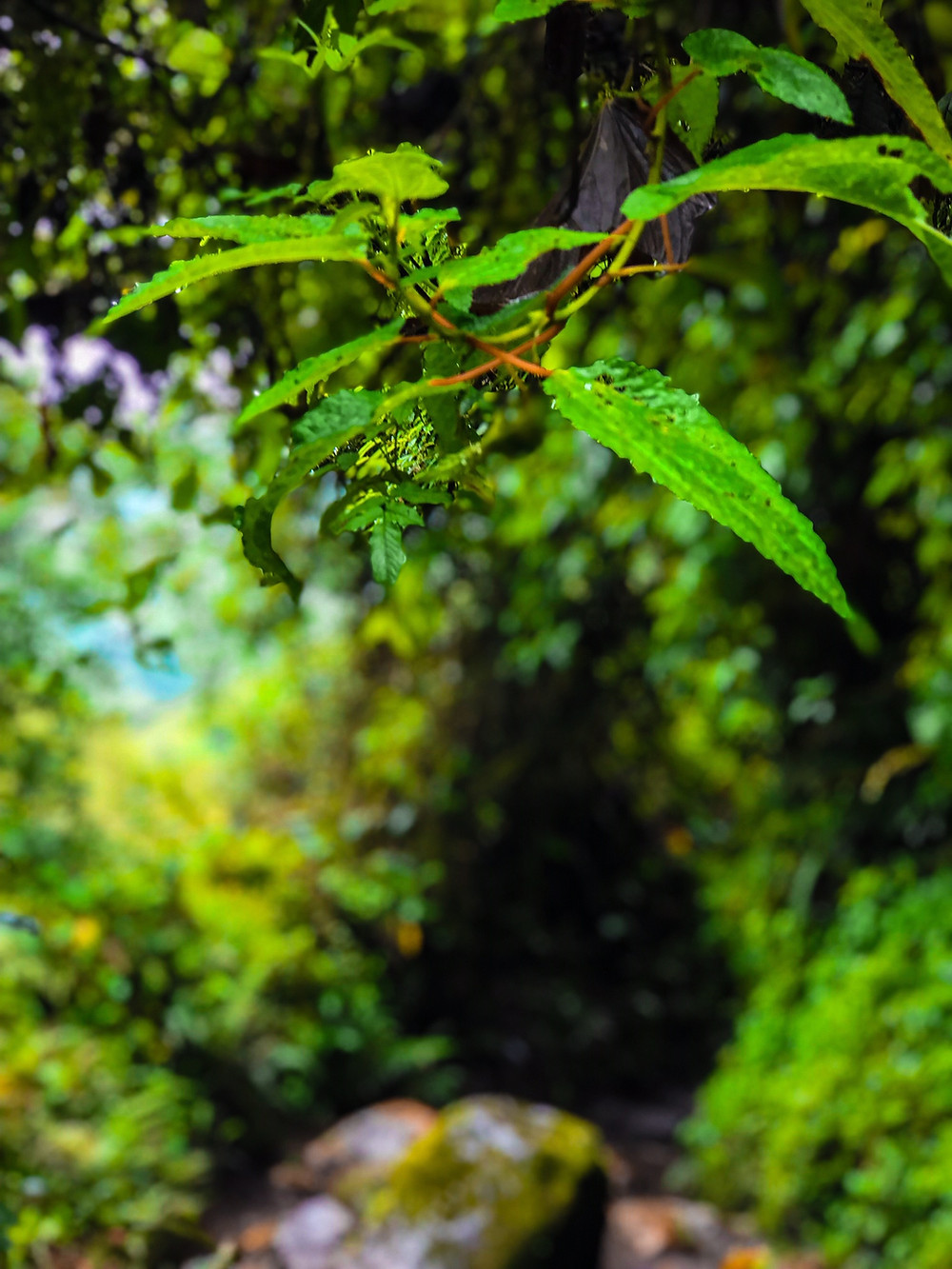 La Chorrera Waterfalls