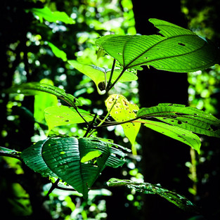 Costa Rica travel guide