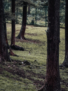 Takin reserve in Bhutan