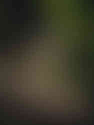 Vibrant Birdlife in Gabon's Lush Forests