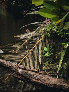 Vibrant Birdlife in Gabon's Lush Forests