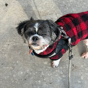 Healthy senior dog out for his regular walk.