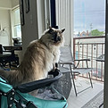 Ragdoll kitty watching the sights from a stroller