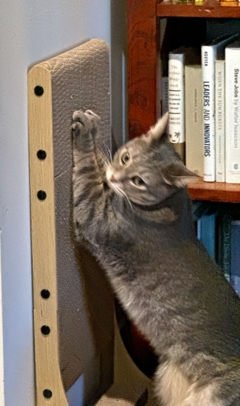 Cat scratching on his post in the comfort of home.
