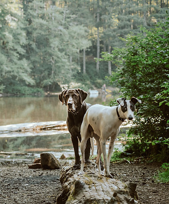 Two dogs by a river in the forest on an adventure outing