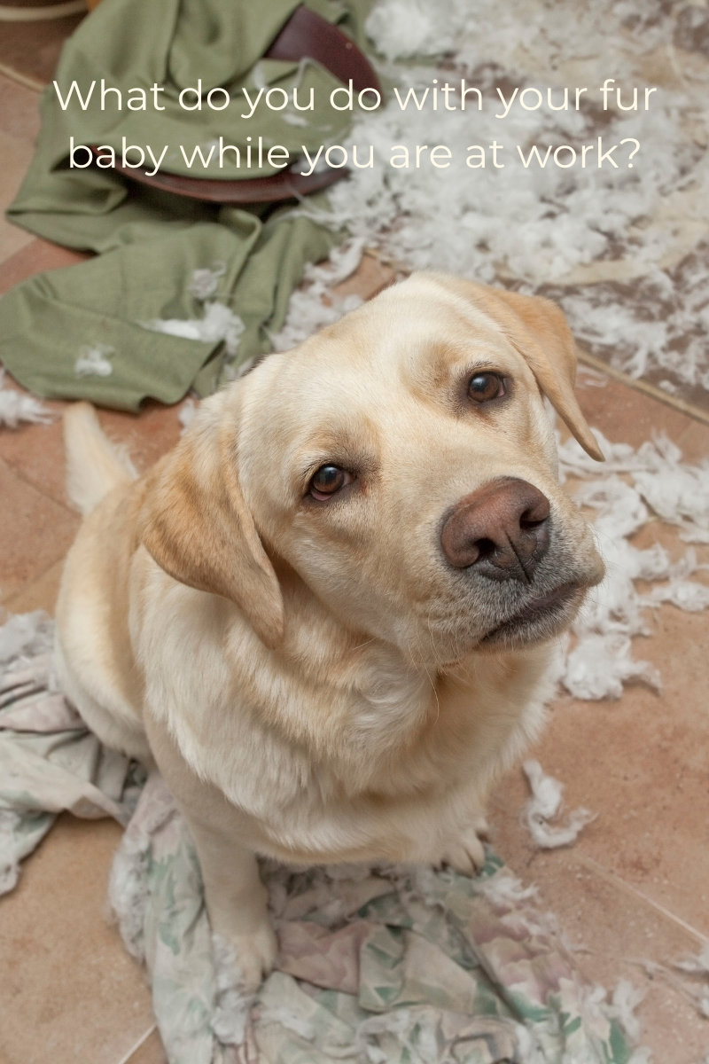 Sweet blonde Labrador looking longingly up at camera as if to say, "who's going to stay with me?"
