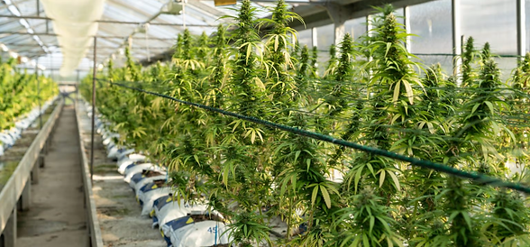 Cannabis-Growing-Greenhouse-1536x1024_edited.png