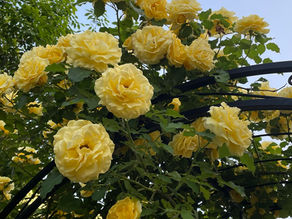 6월의 장미 - 이해인