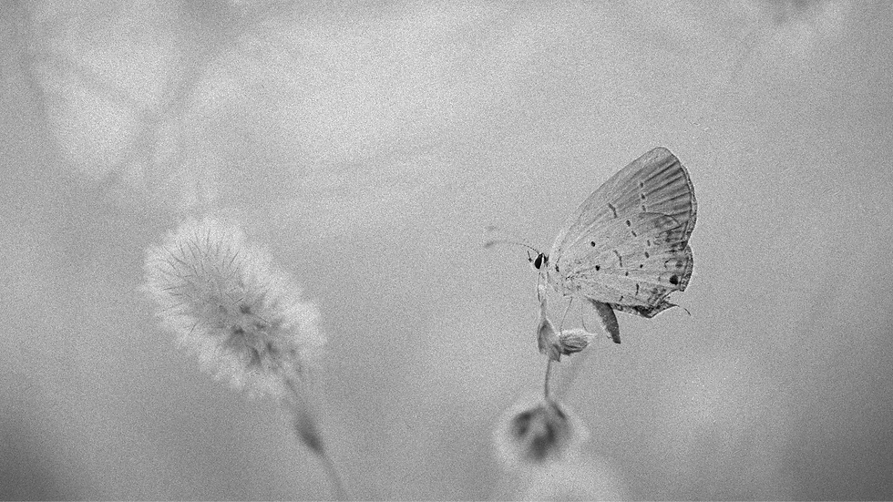 The Truth That Didn't Arrive In Words