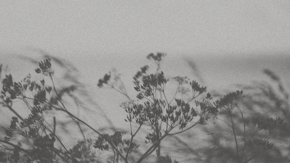 Mono no Aware - The Gentle Ache