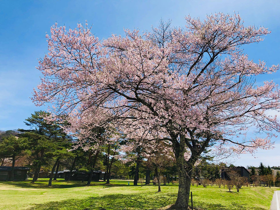 軽井沢お花見(桜)スポット 軽井沢プリンス