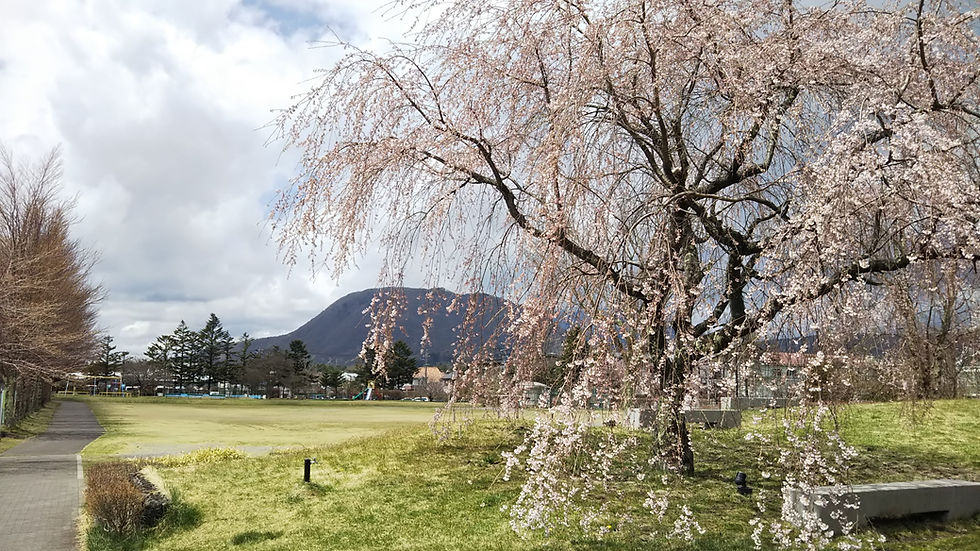 軽井沢お花見(桜)スポット 矢ケ崎公園