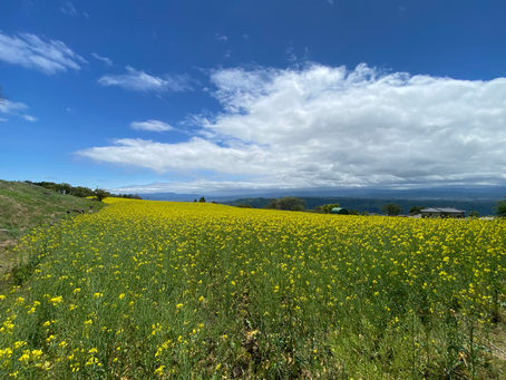 空と菜の花と八ヶ岳
