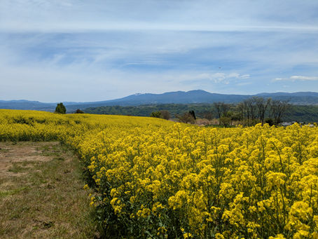 菜の花と八ヶ岳のパノラマ