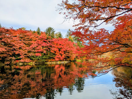 🍁軽井沢紅葉速報 / 11月5日🍁