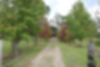 Image of Wollombi Brook pathway.