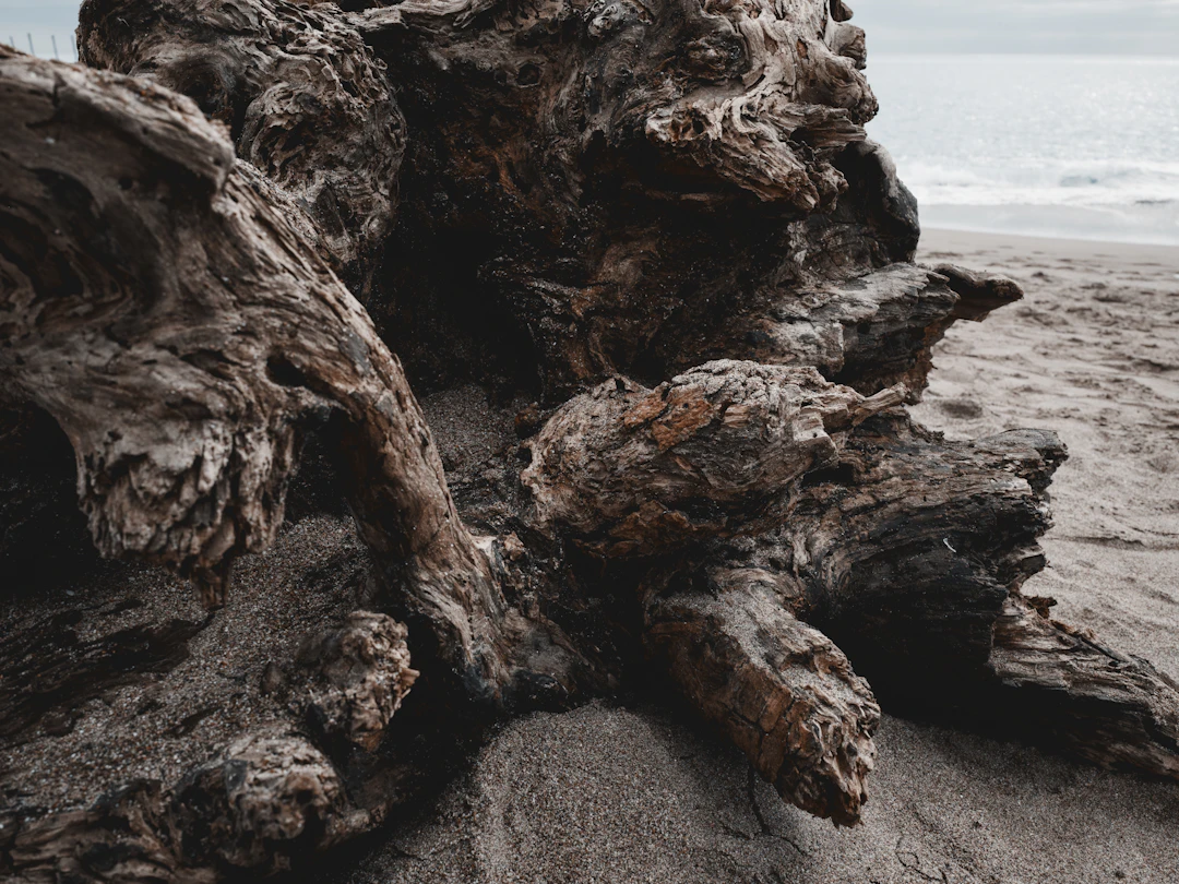 Embrace the Waves: Incorporating Natural Materials in Coastal Home Decor