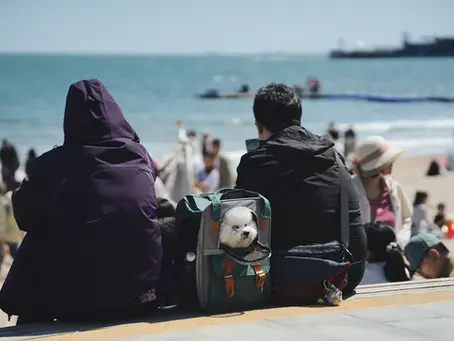 Pet-Friendly Coastal Decorating Ideas: Embracing the Beach at Home