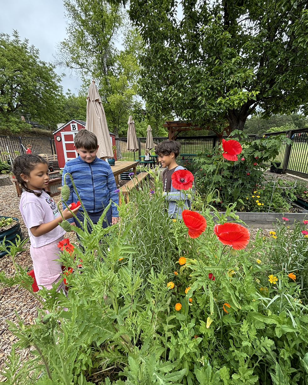 Three children explore a lush flower garden, admiring red poppies near a red shed marked B on a sunny day.