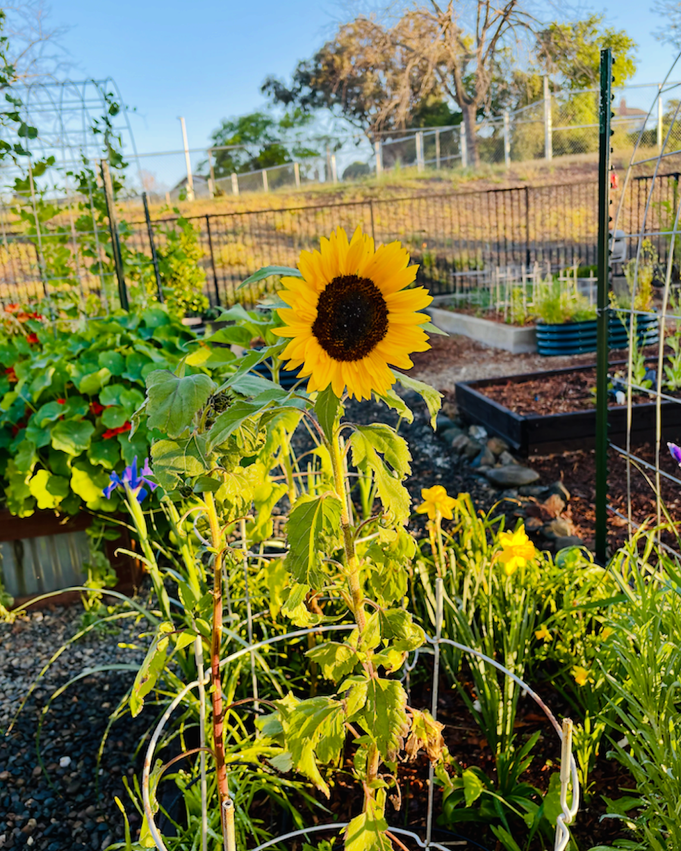 Bright sunflower in a sunny garden with raised beds, green plants, and a fenced hillside background under blue sky