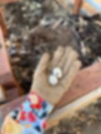 Gloved hand holds two speckled bird eggs over a wooden compost bin filled with leaves and soil.