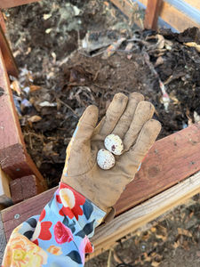 A Bird Laid a Nest in My Compost Bin: What Should I Do?