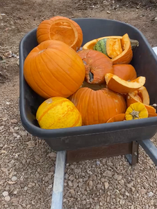 Pumpkin Jack in a Worm Compost Bin: A Halloween Activity Kids Will Never Forget