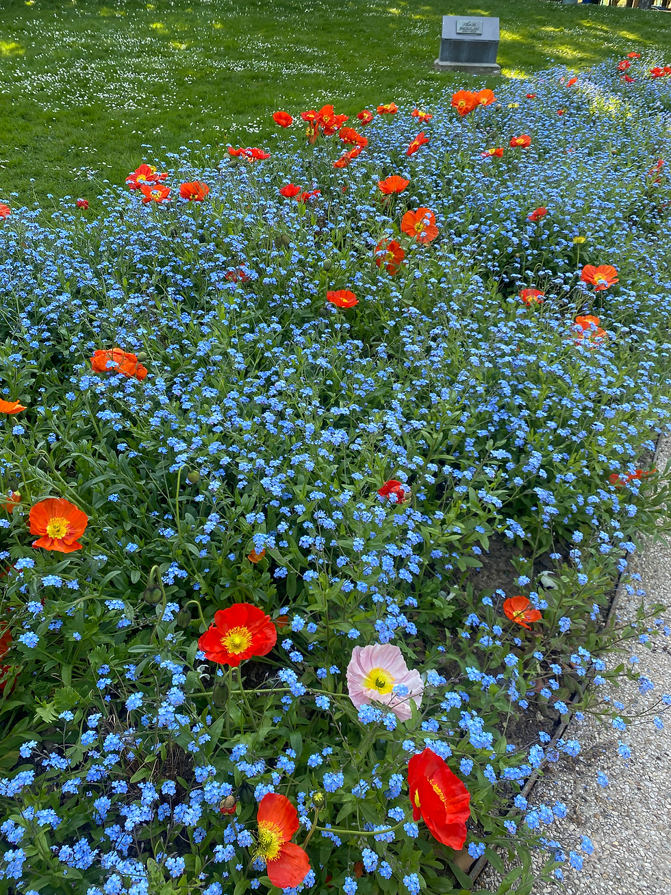 Blue, red, and pink garden bed