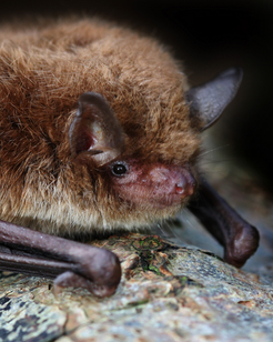 Bat Poop and Compost
