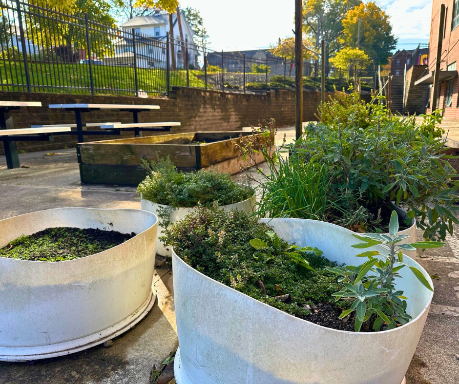 White planters with lush herbs sit on a sunny patio. A bench and wooden planter box are nearby. Background features trees and buildings.