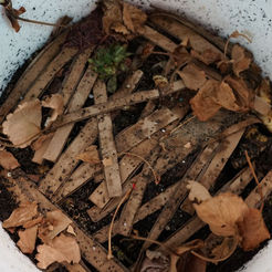 10 Girl Scout Gold Award Project Ideas for Composting and Food Waste Reduction