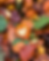 Close-up of colorful autumn leaves in red, orange, yellow, and green, layered together with a natural, calm feel.