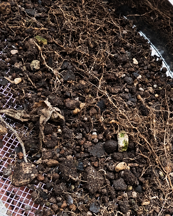 Close-up of soil, tangled roots, and small stones sifting on a metal mesh, earthy and textured.