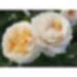 Ces roses ivoire aux nuances abricotées dévoilent des pétales opulents et légèrement froissés, parfaites