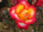 Une rose bicolore spectaculaire, avec des pétales blancs et jaunes vifs au centre et des bordures rouges intenses