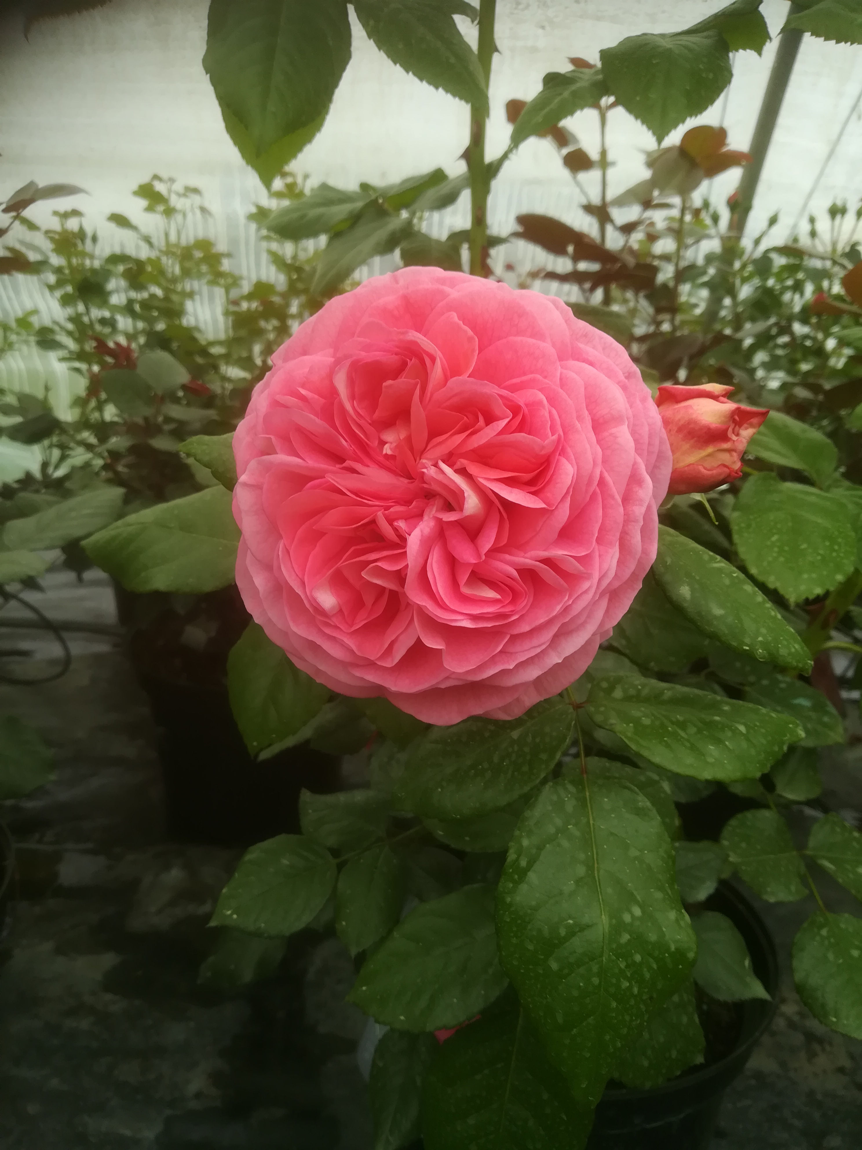 Une rose rose orangé en pleine floraison, aux pétales densément disposés en une rosette parfaite, entourée de feuilles