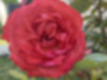 Une rose rouge corail aux pétales légèrement ondulés et bien formés, entourée de feuillage vert sombre